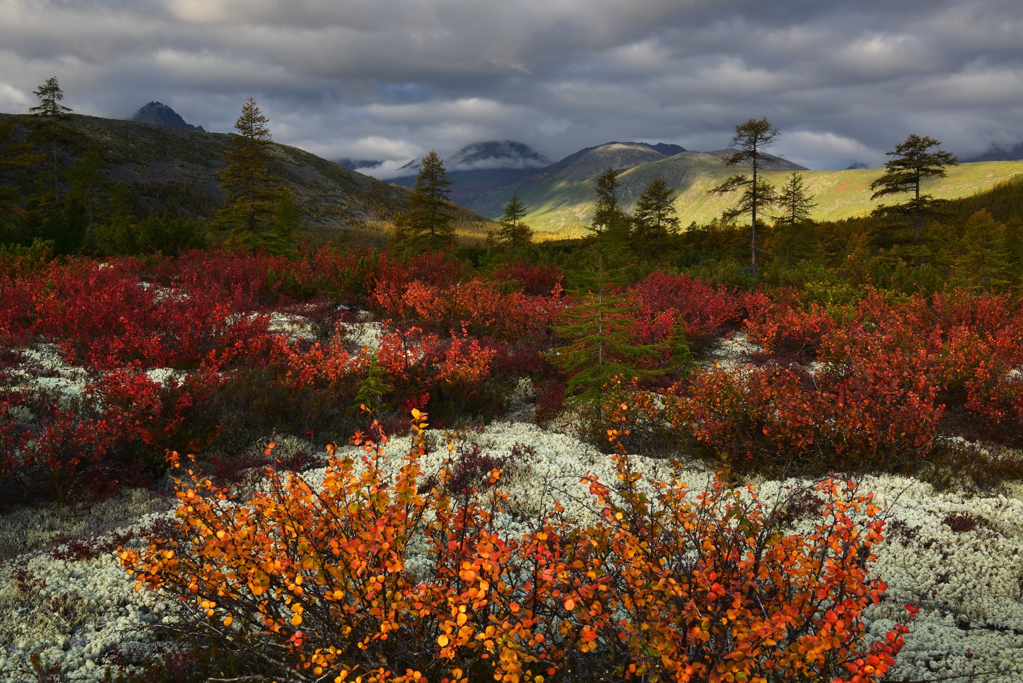 nature, Plants, Landscape Wallpaper