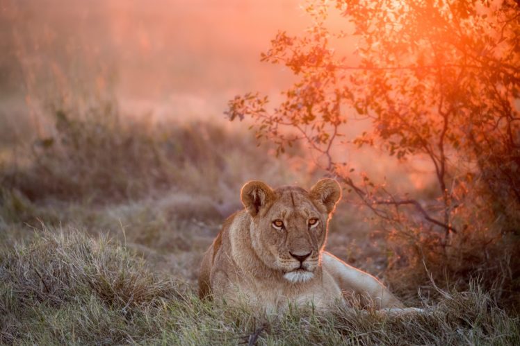 nature, Animals, Big cats, Mammals, Lion HD Wallpaper Desktop Background