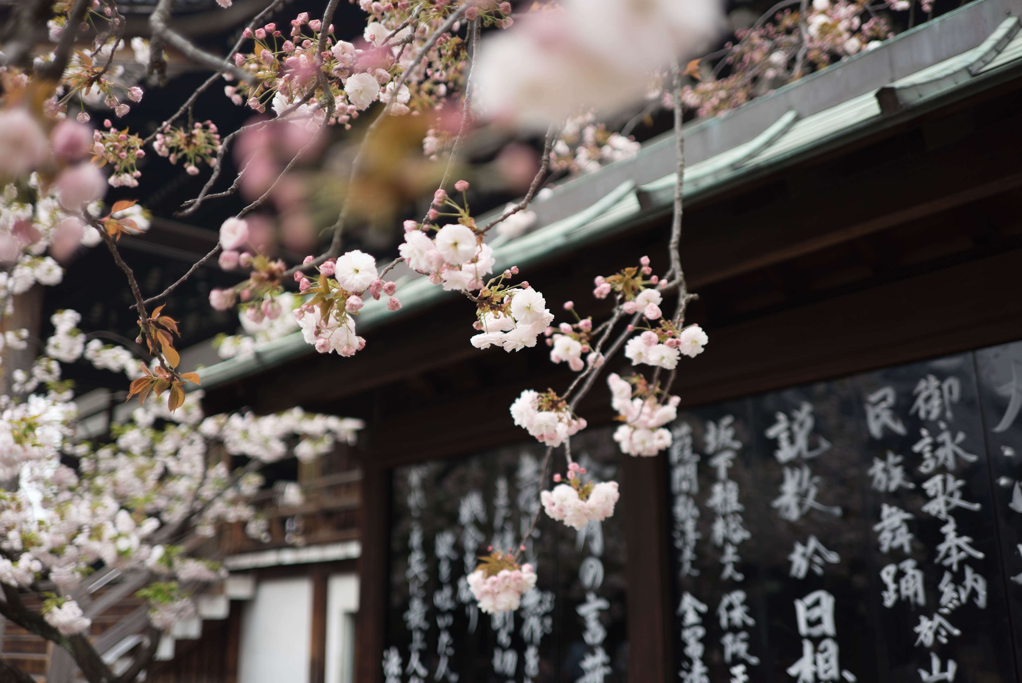 Galen Crout, Japan, Cherry blossom, Kanji Wallpaper