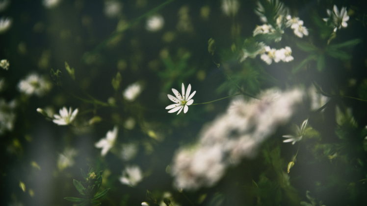white flowers, Green HD Wallpaper Desktop Background