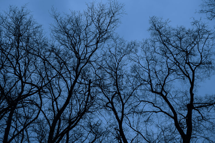 landscape, Nature, Trees HD Wallpaper Desktop Background