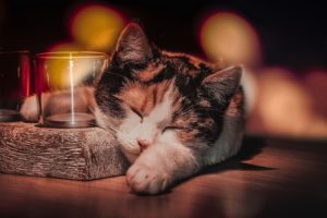 drinking glass, Sleeping, Cat, Animals