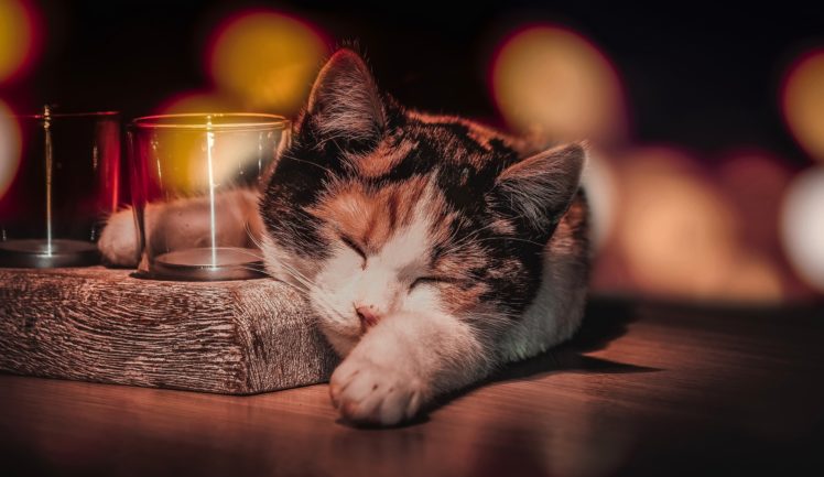 drinking glass, Sleeping, Cat, Animals HD Wallpaper Desktop Background