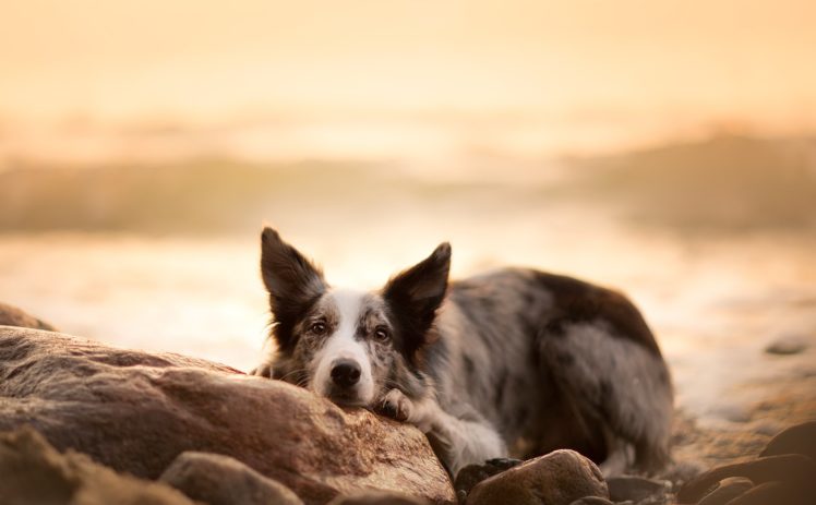 dog, Animals, Blurred, Closeup HD Wallpaper Desktop Background