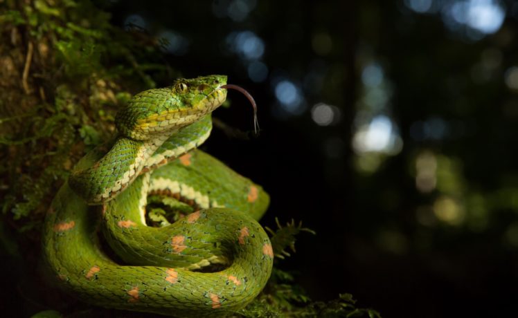 reptiles, Snake, Animals HD Wallpaper Desktop Background