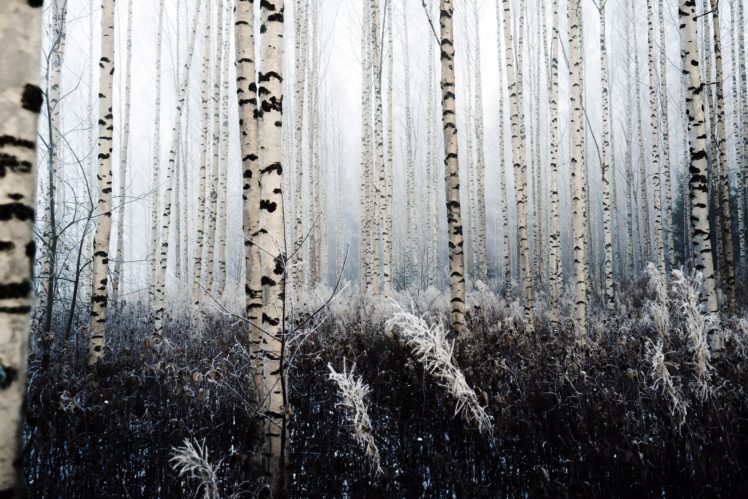 trees, Nature, Forest HD Wallpaper Desktop Background