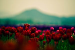 nature, Landscape, Mountains, Flowers, Red flowers, Tulips, Depth of field, Field
