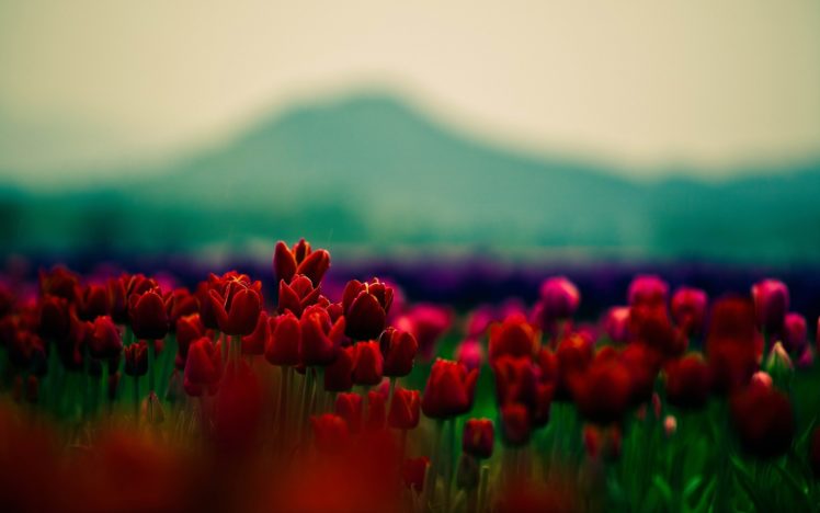 nature, Landscape, Mountains, Flowers, Red flowers, Tulips, Depth of field, Field HD Wallpaper Desktop Background