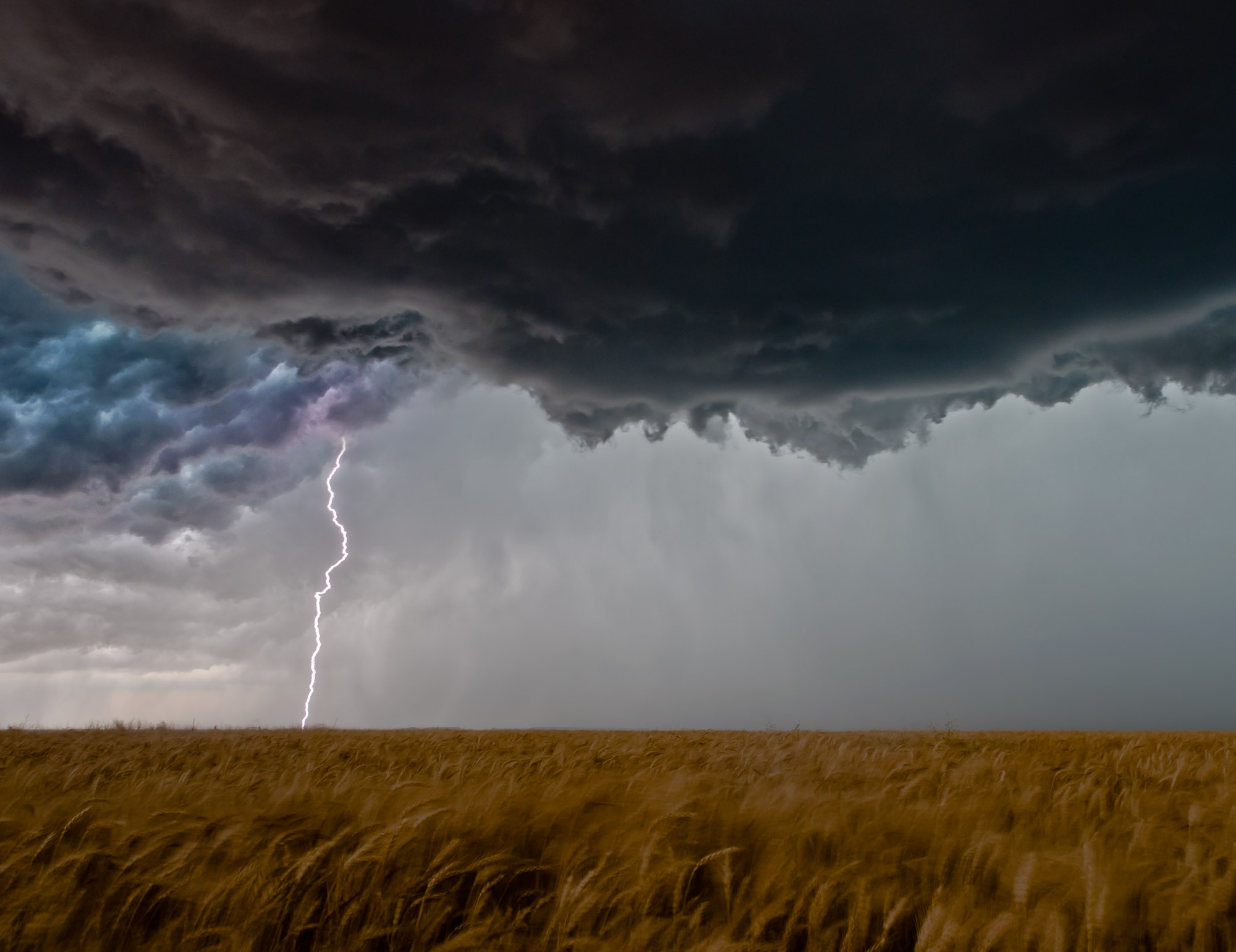 Lightning And Wheat Field   Elmer, Oklahoma Wallpaper