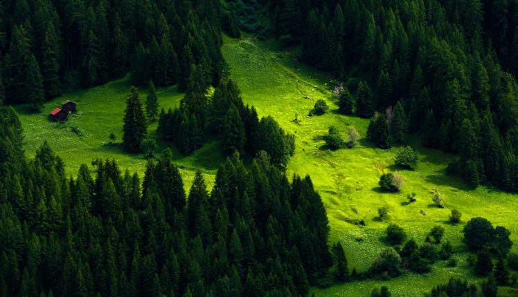 nature, Landscape, Trees, Pine trees, Hill, Forest, Cabin, Grass, Green HD Wallpaper Desktop Background