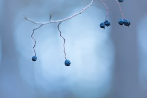 blue, Berries, Plants, Dry, Branch