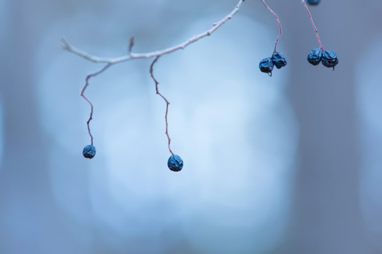 blue, Berries, Plants, Dry, Branch HD Wallpaper Desktop Background