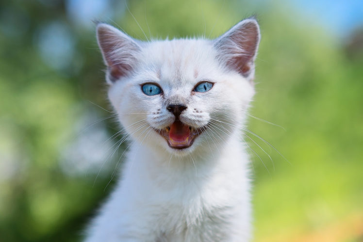 blue eyes, Cat, Animals HD Wallpaper Desktop Background