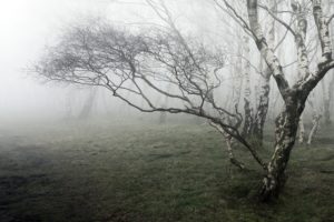 mist, Nature, Trees