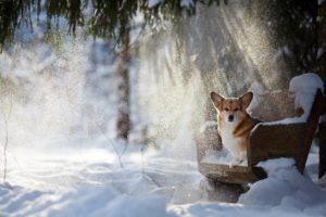 dog, Animals, Chair, Snow, Corgi