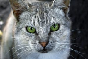 green eyes, Animals, Cat