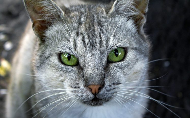 green eyes, Animals, Cat HD Wallpaper Desktop Background