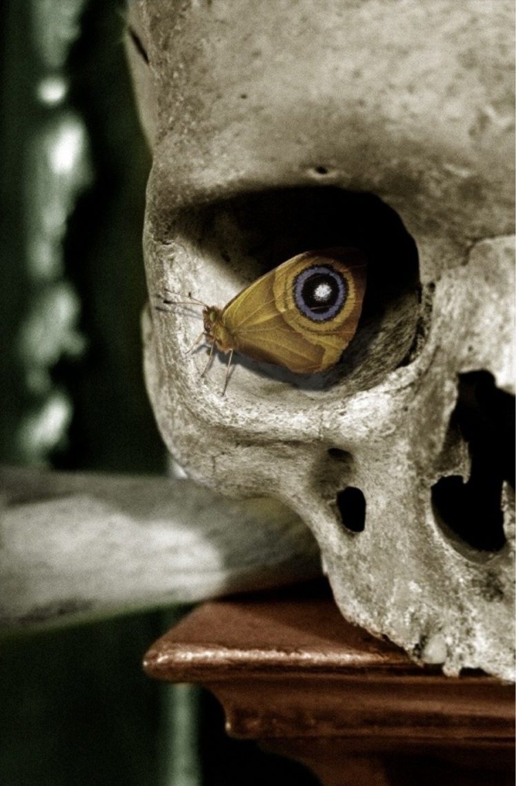 eyes, Portrait display, Butterfly, Skull, Depth of field, Imagination HD Wallpaper Desktop Background