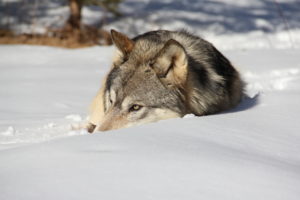 animals, Snow, Wolf