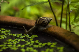 snail, Animals, Water, Closeup, Blurred, Nature
