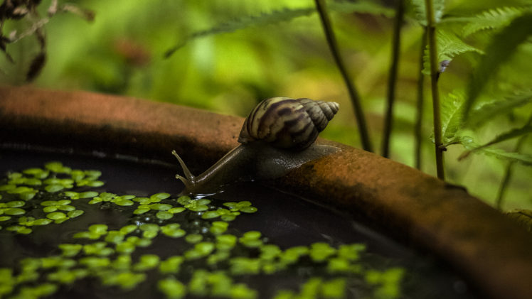 snail, Animals, Water, Closeup, Blurred, Nature HD Wallpaper Desktop Background