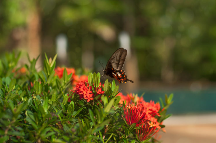 nature, Closeup, Blurred, Flowers, Butterfly HD Wallpaper Desktop Background