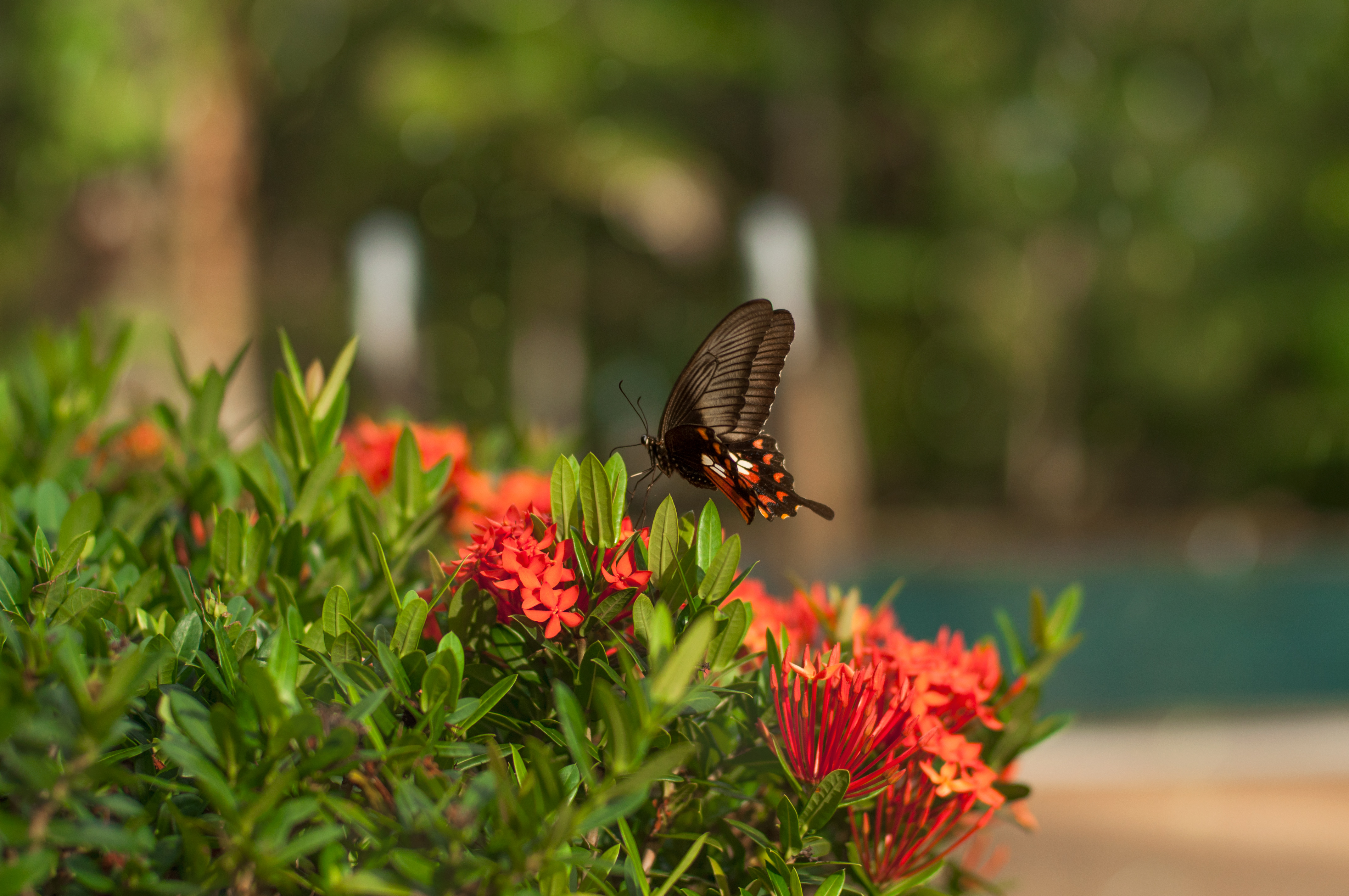 nature, Closeup, Blurred, Flowers, Butterfly Wallpaper