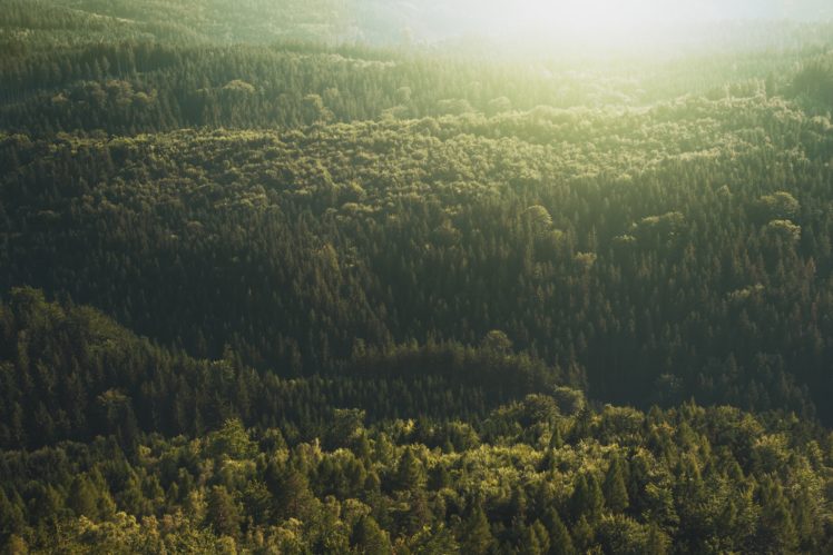 Daniel Frank, Landscape, Nature, Photography, Czech Republic, Forest, Trees, Pine trees, Sun rays, Far view HD Wallpaper Desktop Background