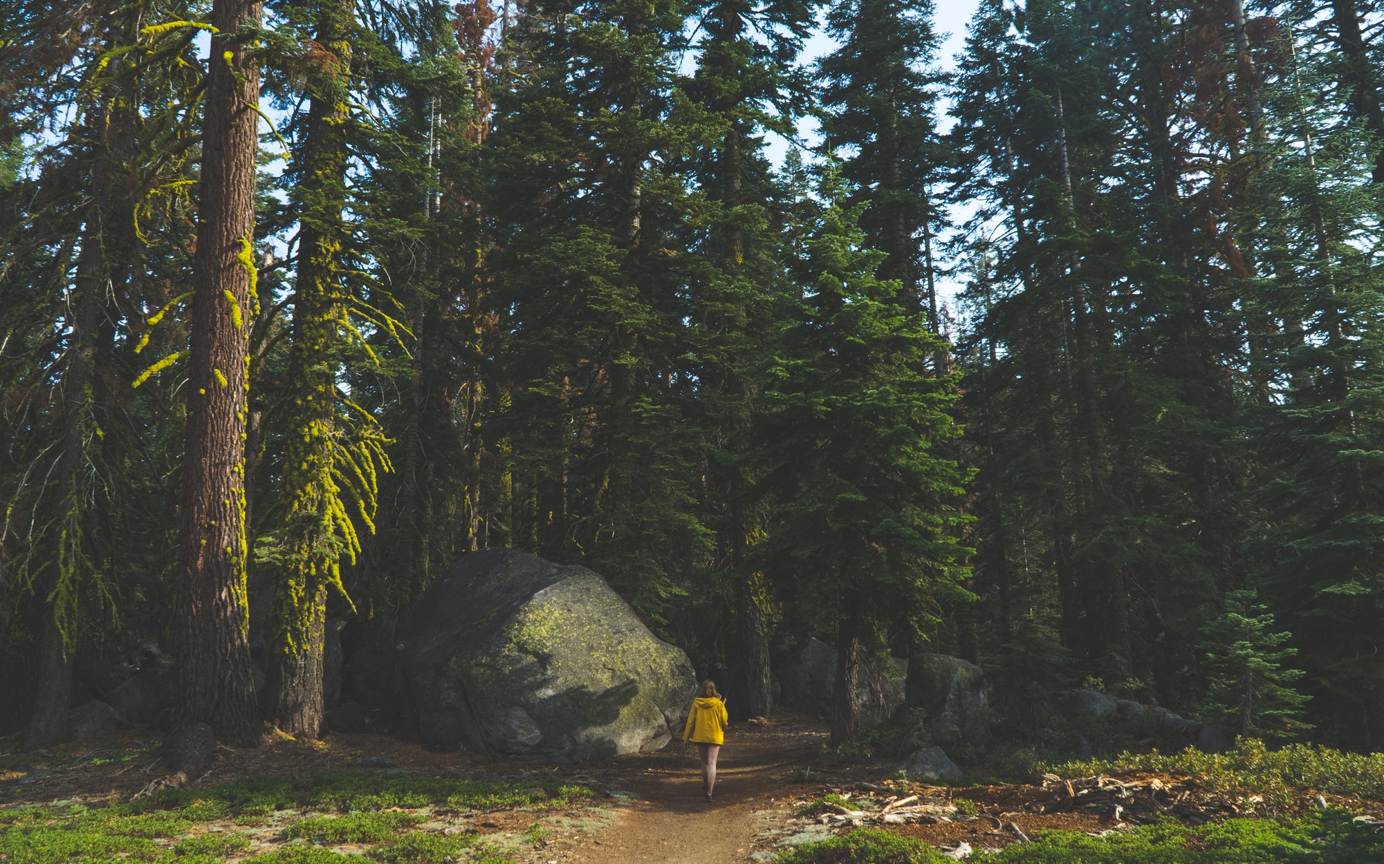 Jake Hinds, Women outdoors, Back, Walking, Landscape, Nature, Photography, USA, North America, Yosemite Valley, Forest, Trees, Rock, Path, Tree stump Wallpaper