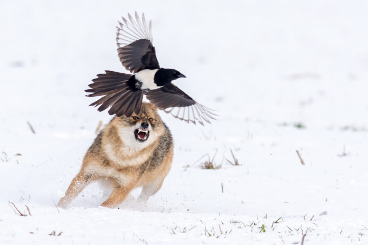 animals, Nature, Wildlife, Birds, Wolf, European magpie HD Wallpaper Desktop Background