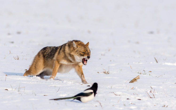 wolf, Snow, Birds, Animals, Nature, European magpie HD Wallpaper Desktop Background