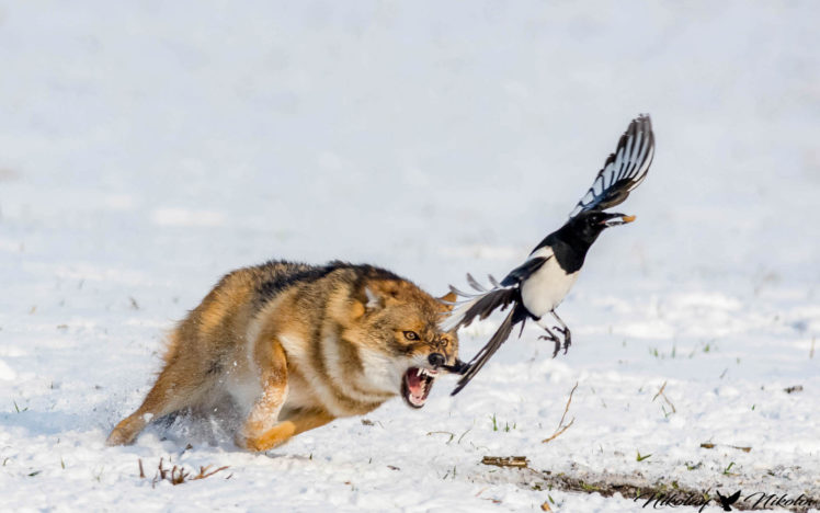 wildlife, Wolf, Animals, Birds, Nature, European magpie HD Wallpaper Desktop Background