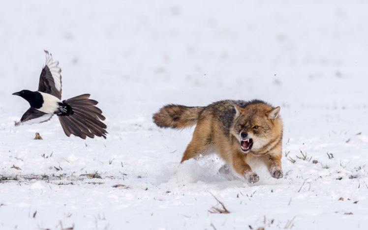 wildlife, Animals, Snow, Nature, Birds, Wolf HD Wallpaper Desktop Background