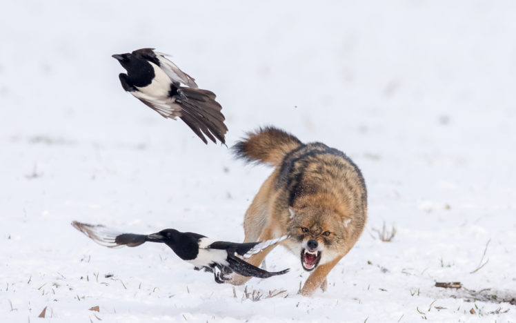 snow, Wolf, Wildlife, Birds, Animals, Nature HD Wallpaper Desktop Background