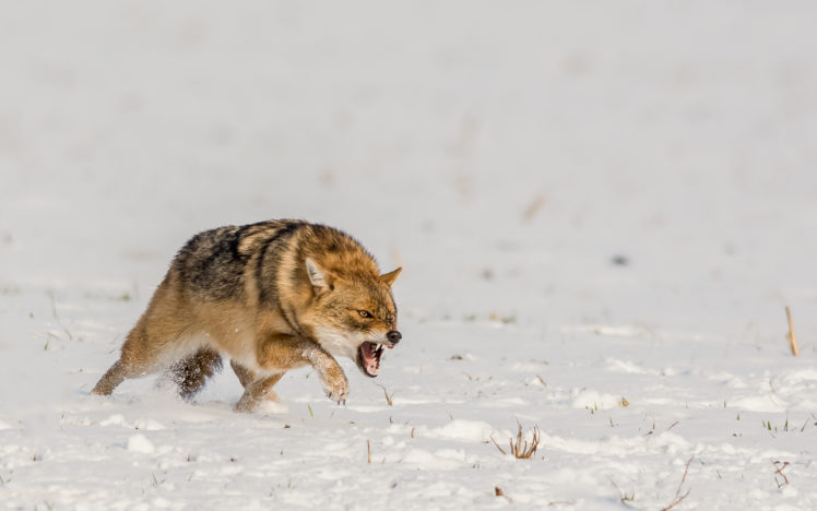 wildlife, Animals, Wolf, Snow, Nature HD Wallpaper Desktop Background