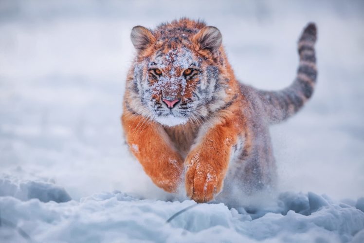 tiger, Animals, Snow, Nature, Cold, Depth of field HD Wallpaper Desktop Background