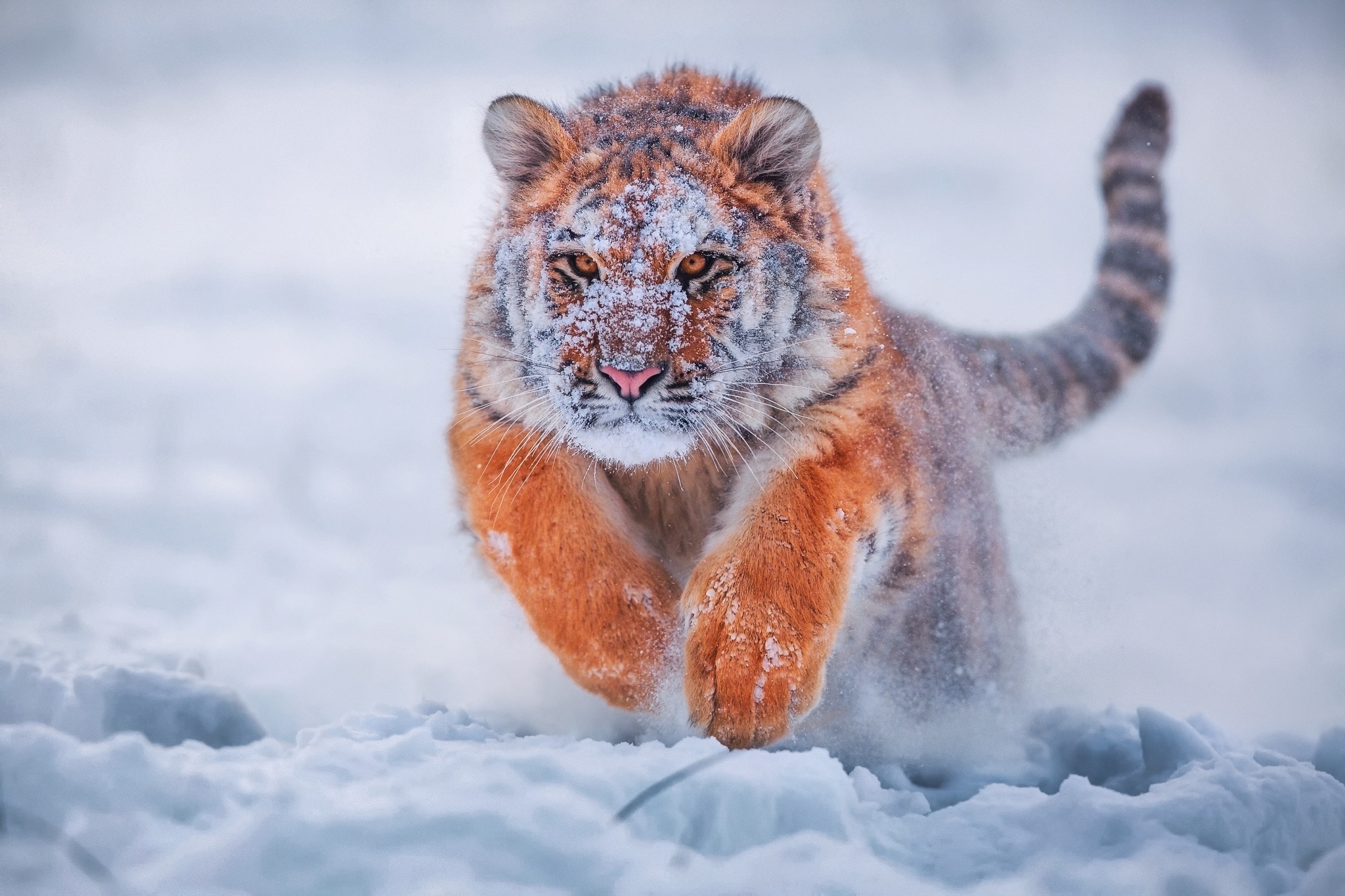 tiger, Animals, Snow, Nature, Cold, Depth of field Wallpaper