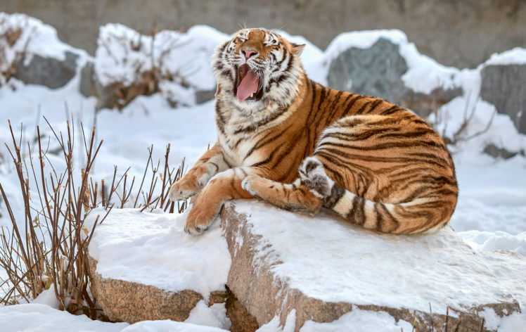 big cats, Animals, Tiger HD Wallpaper Desktop Background