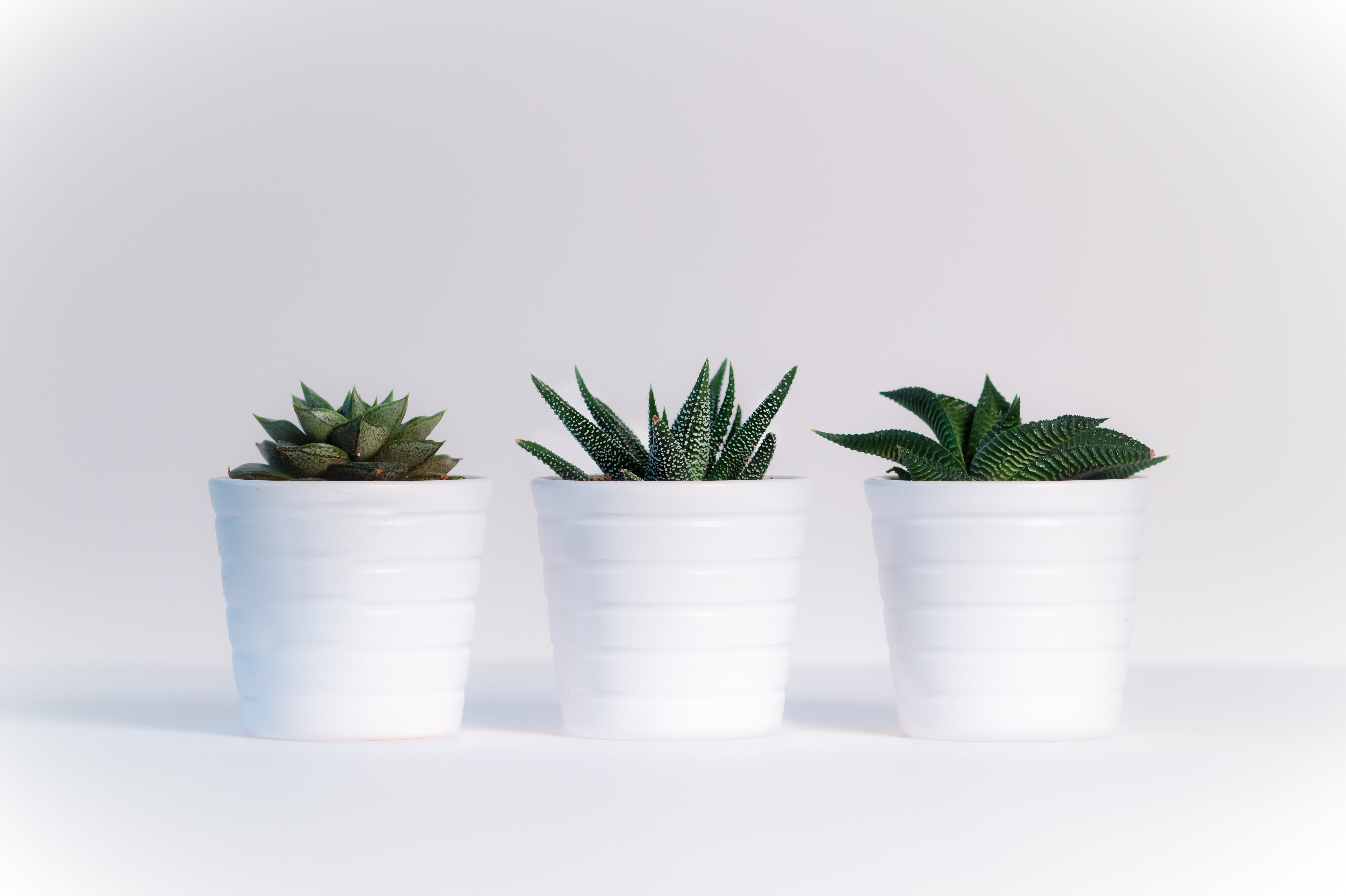 white, Plants, Simple, Photography, Indoors, White background, Table, Growth Wallpaper