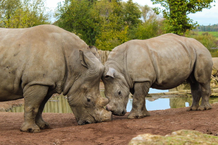 Rinoceros, Fawns, Zoo HD Wallpaper Desktop Background