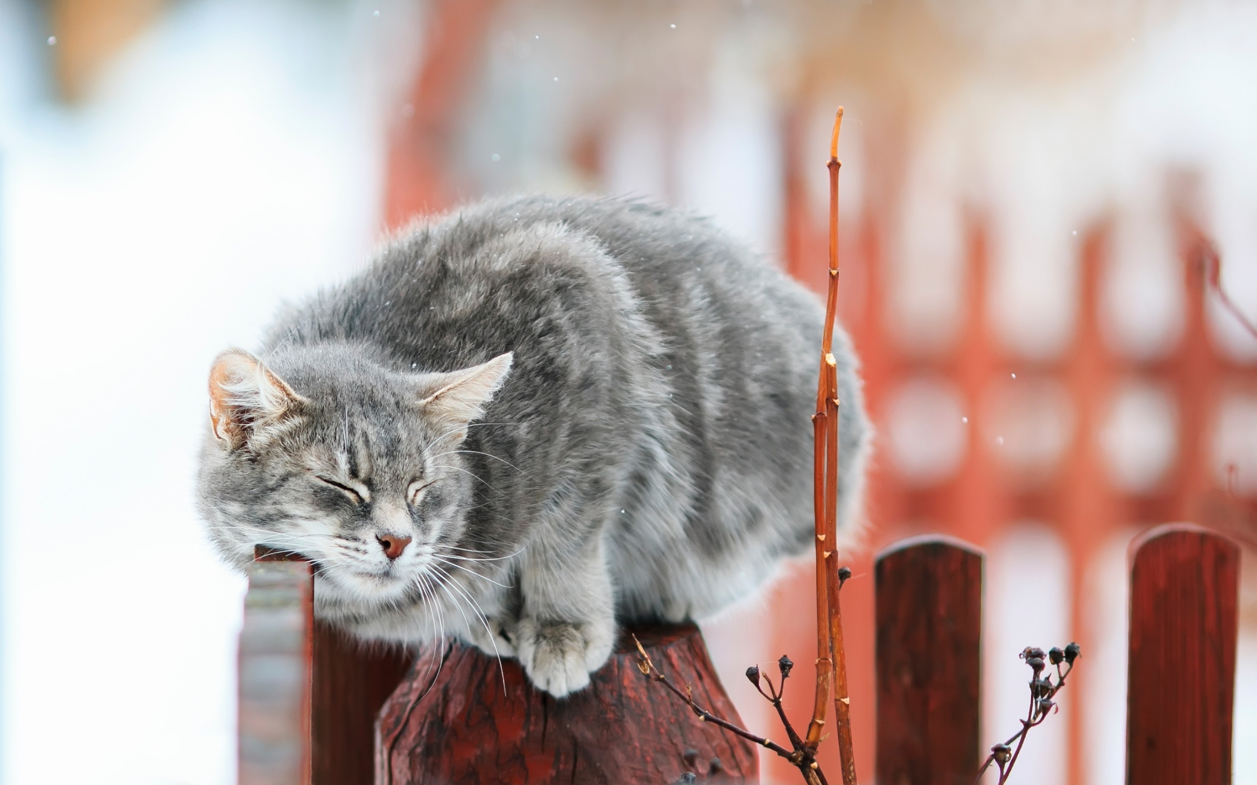 closed eyes, Cat, Animals, Fence, Closeup Wallpaper