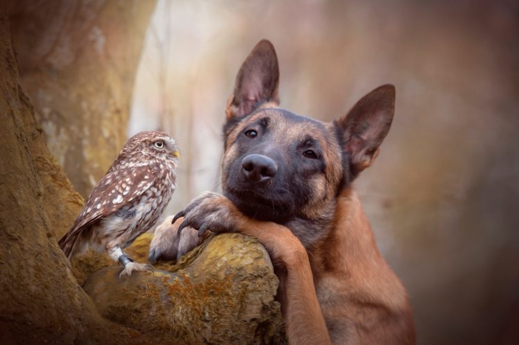 animals, Dog, Owl, Trees, German Shepherd HD Wallpaper Desktop Background