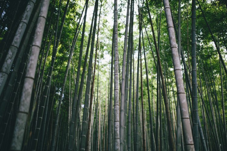 Greg Shield, Photography, Landscape, Nature, Forest, Bamboo, Moso, Japan, Kyoto, Asia, Zen HD Wallpaper Desktop Background