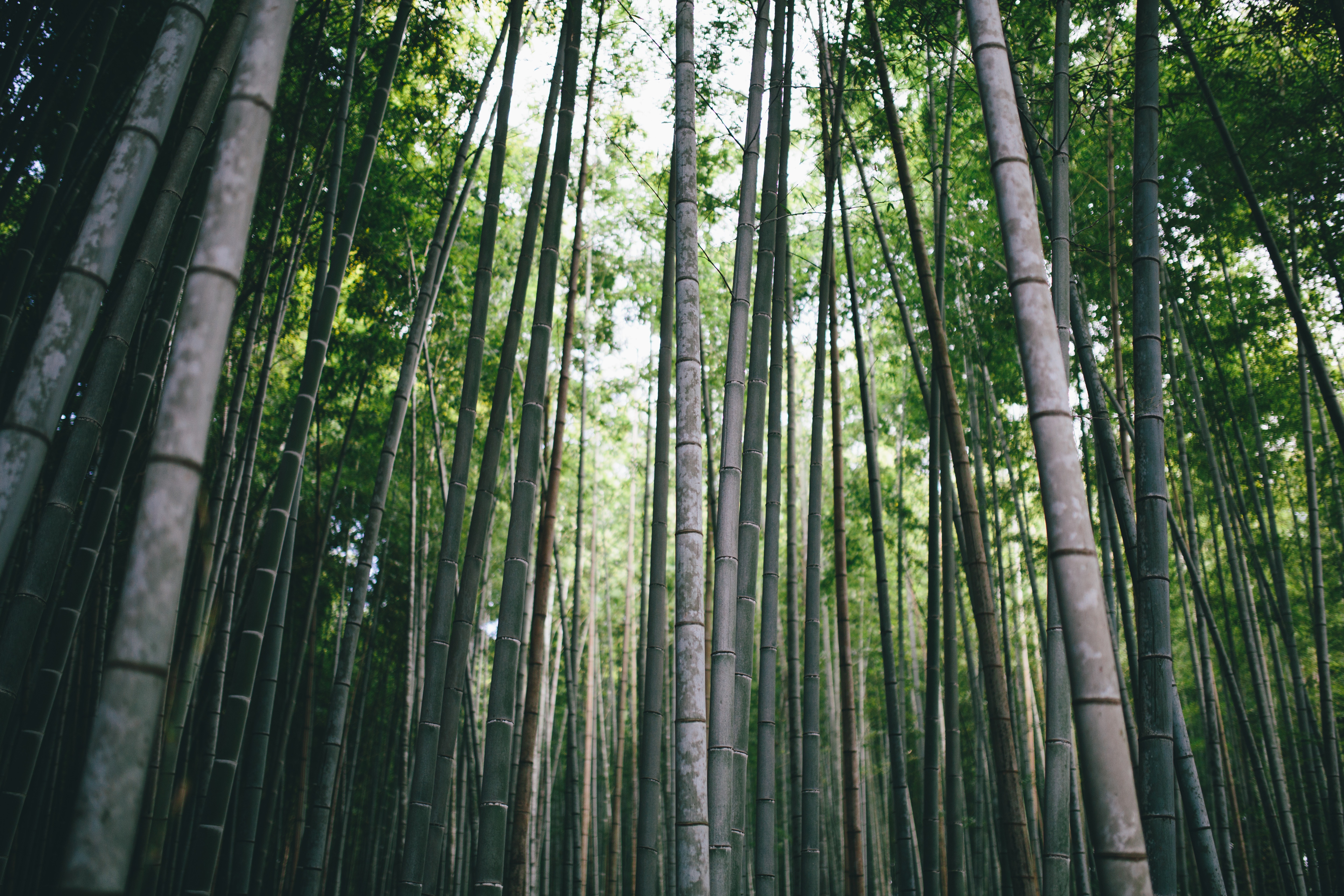 Greg Shield, Photography, Landscape, Nature, Forest, Bamboo, Moso, Japan, Kyoto, Asia, Zen Wallpaper