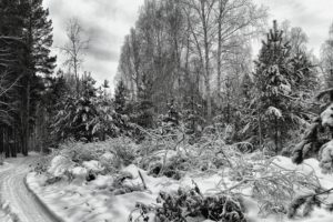 snow, Landscape, Nature, Trees, Winter