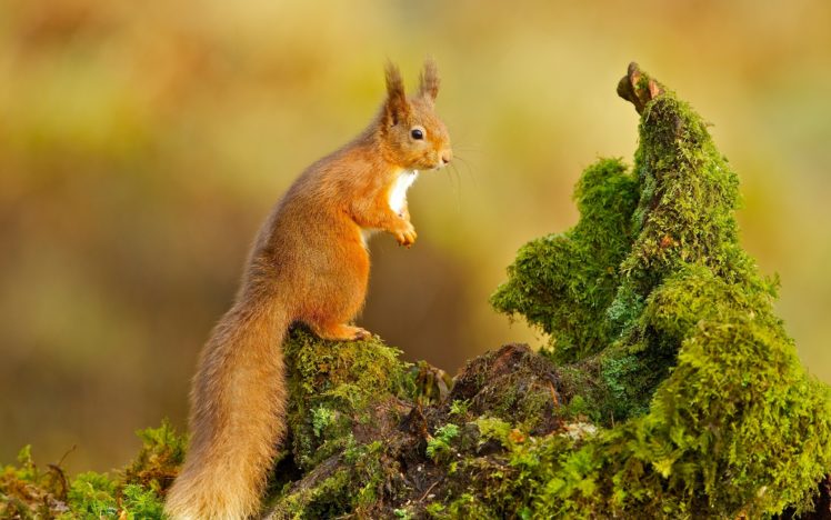 squirrel, Nature, Animals HD Wallpaper Desktop Background