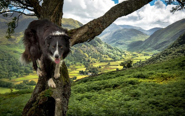 nature, Dog, Animals, Border Collie HD Wallpaper Desktop Background