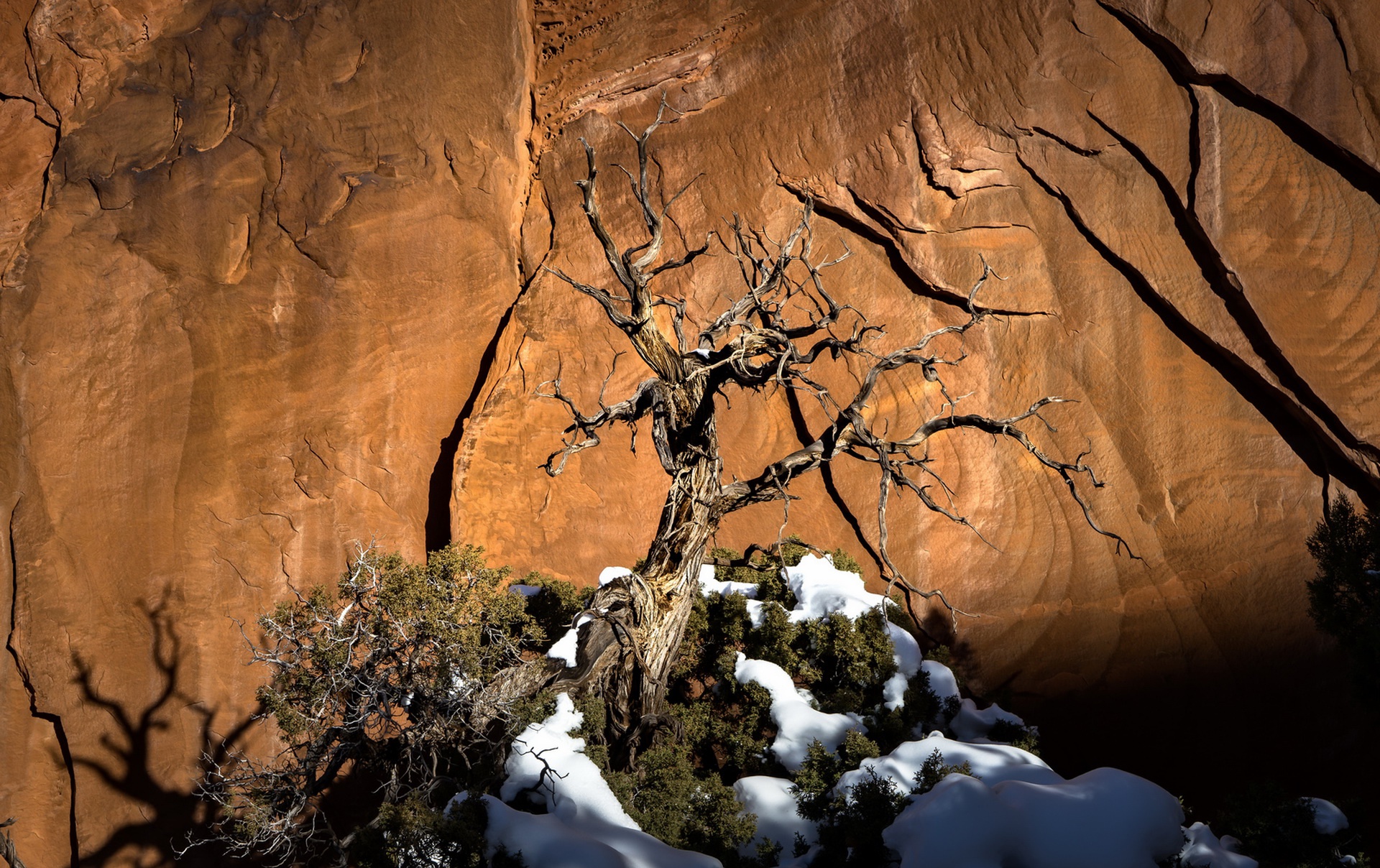 trees, Plants, Nature Wallpaper