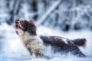 snow, Nature, Animals, Dog