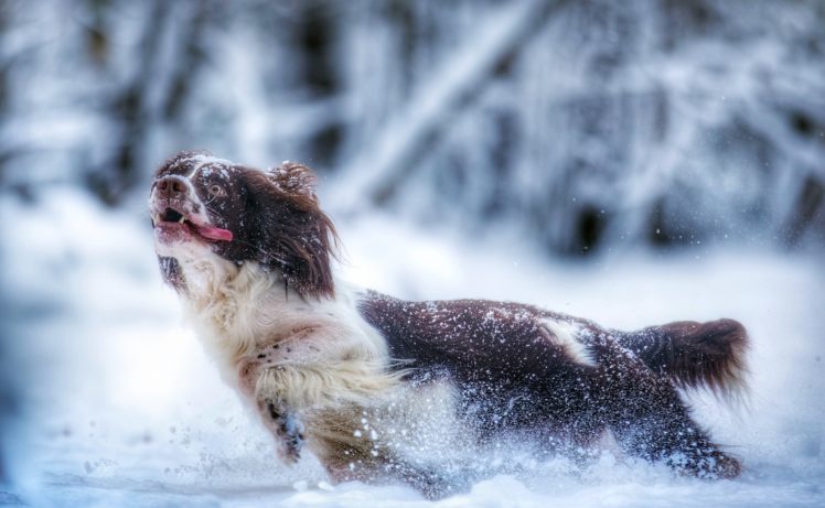 snow, Nature, Animals, Dog HD Wallpaper Desktop Background